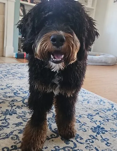 Photo of Alan Kelly's dog